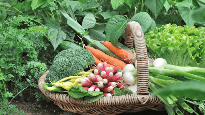 basket-of-vegetables-carrots-broccoli-beans-radish-onion
