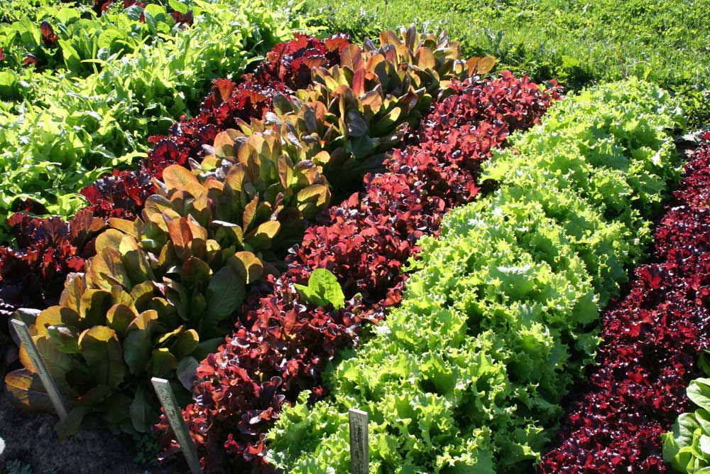 How to Grow Lettuce From Seeds | Harris Seeds | Learn More