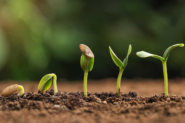12 Reasons Why Your Seeds Aren’t Germinating