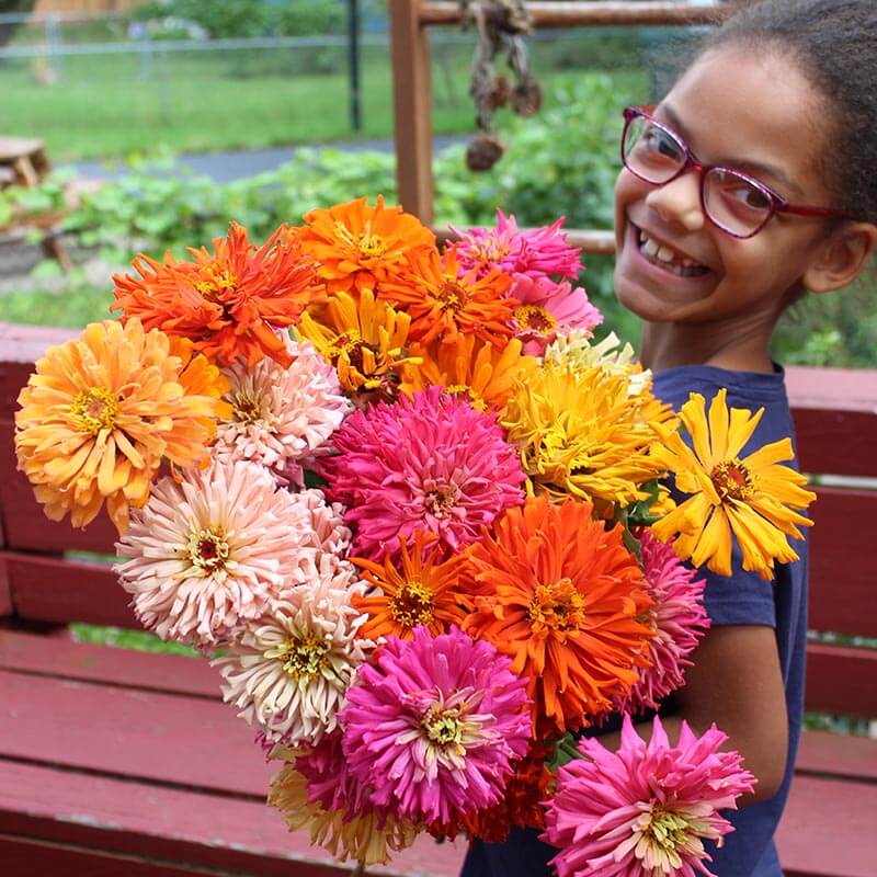 Zinnia Cut Flower Seed Collection – Harris Seeds