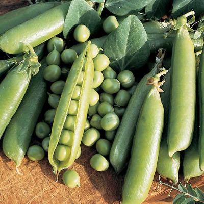 fertilizer for lucky bamboo plants Green Green Plant Food / Fertilizers – G & J Florist
