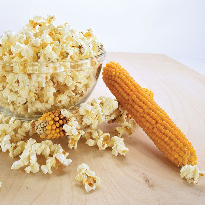 Corn, Popcorn Seeds