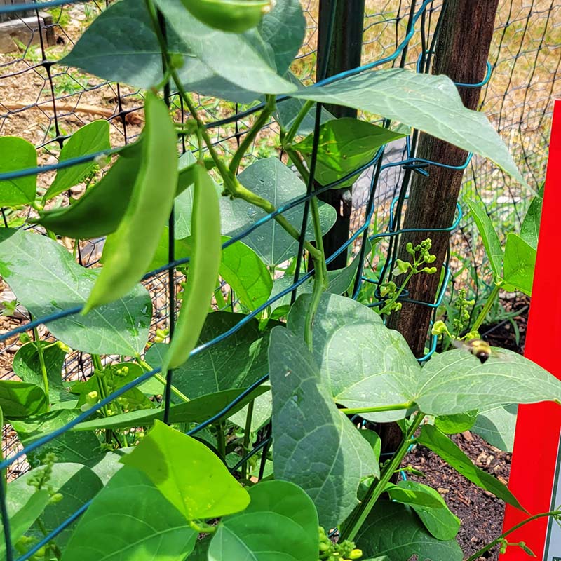 Bean Eastland Seed – Harris Seeds