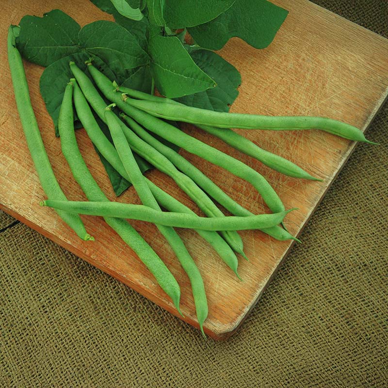 best herbicide for beans Bean Kentucky Blue Pole Seed STANDARD / 10,000 seeds / CRUISER