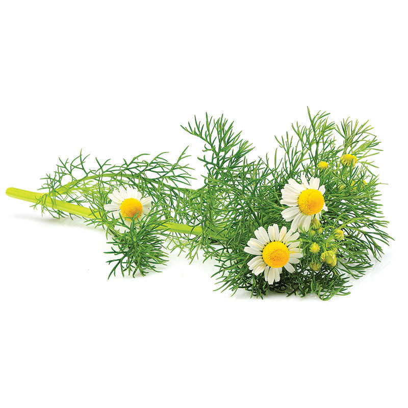 rhododendron honig kaufen Mad Honey Nepal 50 g – Wilder Himalaya-Honig mit Wirkung main image 1