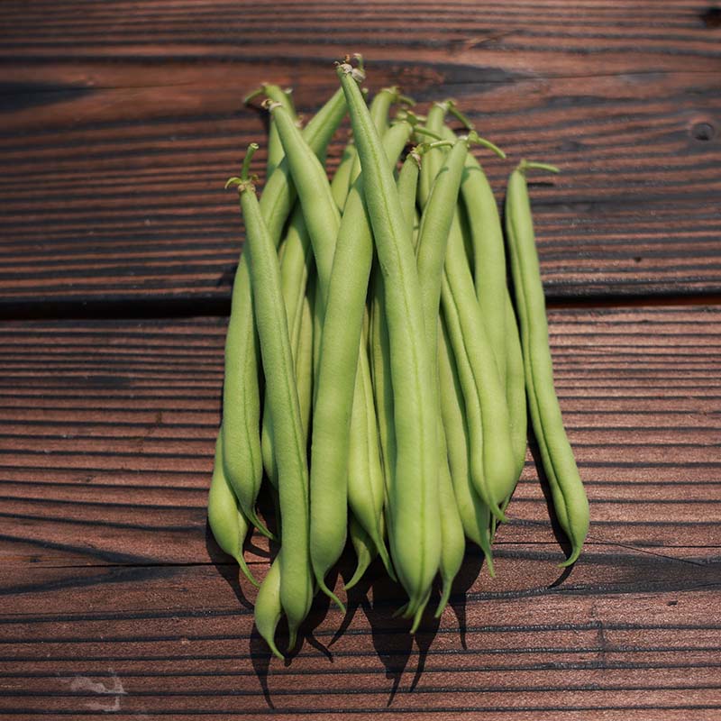 bean clean herbicide Bean Provider Seed STANDARD / 100 Seeds / TREATED