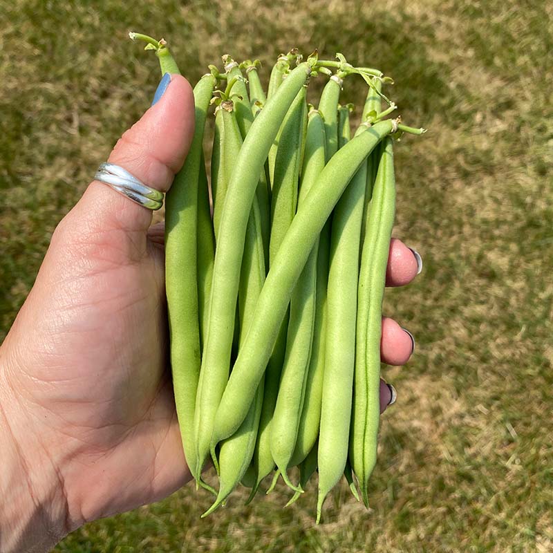 bean clean herbicide Bean Provider Seed STANDARD / 100 Seeds / TREATED