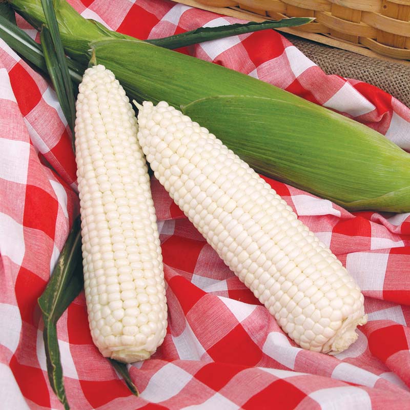 planting silver queen corn seeds Sweet Corn Silver Queen F1 Seed STANDARD / 1,000 seeds / CRUISER