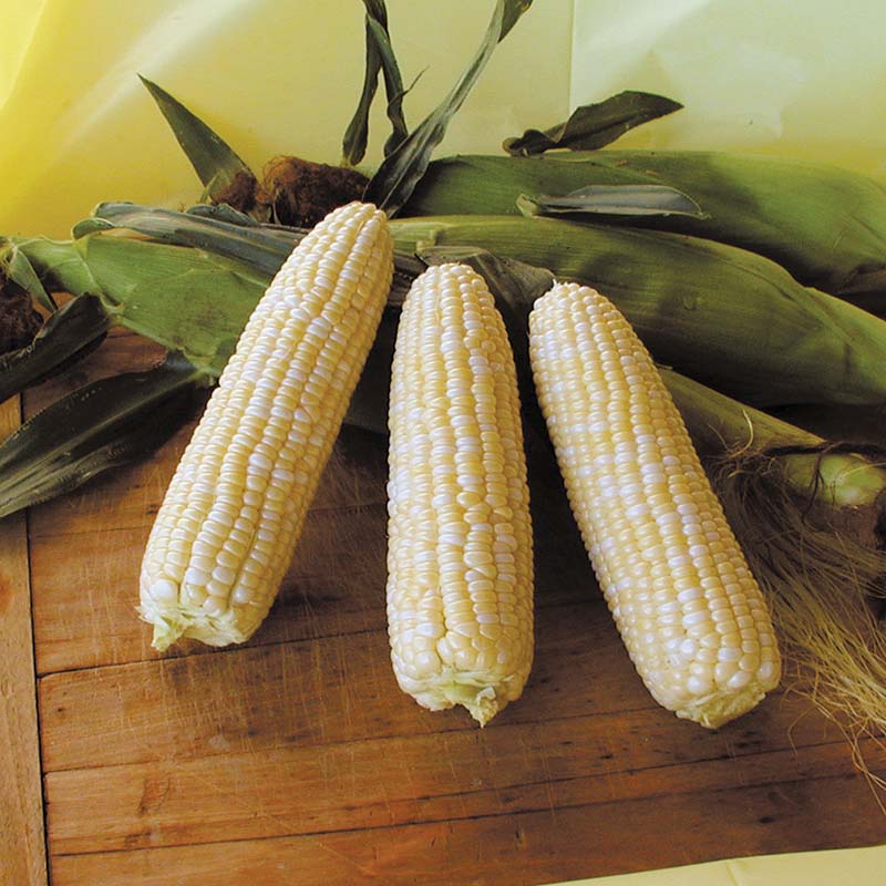 sweet corn seeds for planting Sweet Corn Harris 1001 F1 Seed