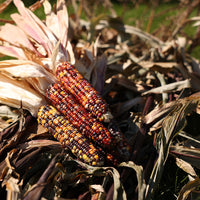 Ornamental Corn Red Stalker Seed