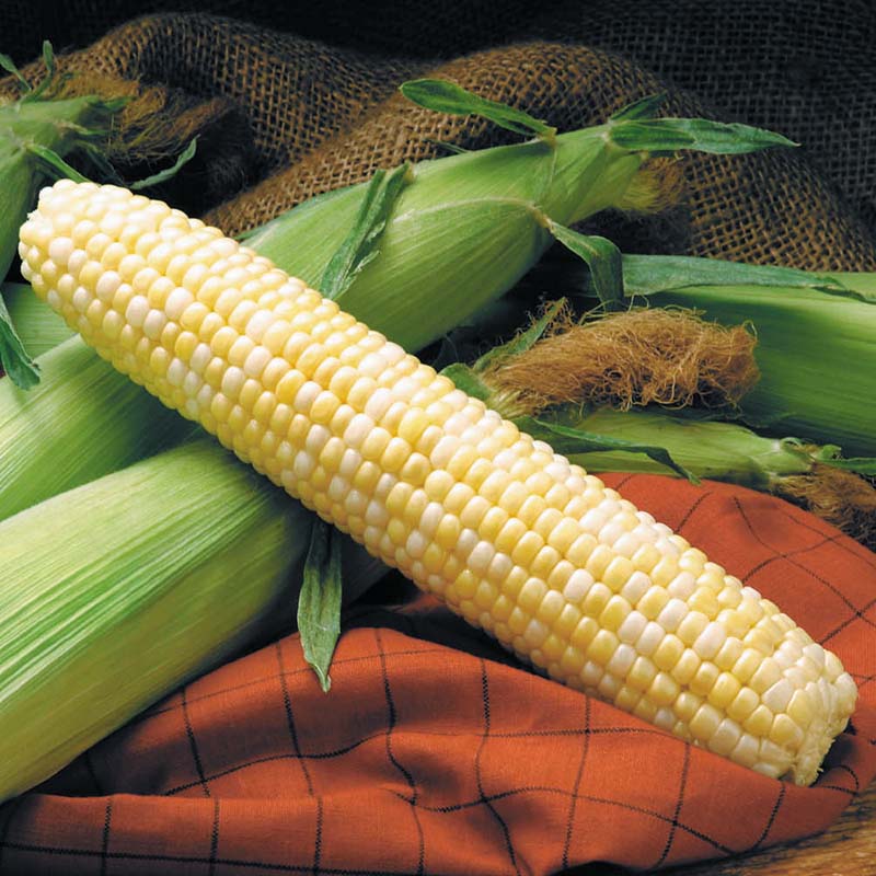 corn seeds planted Sweet Corn Providence F1 Seed