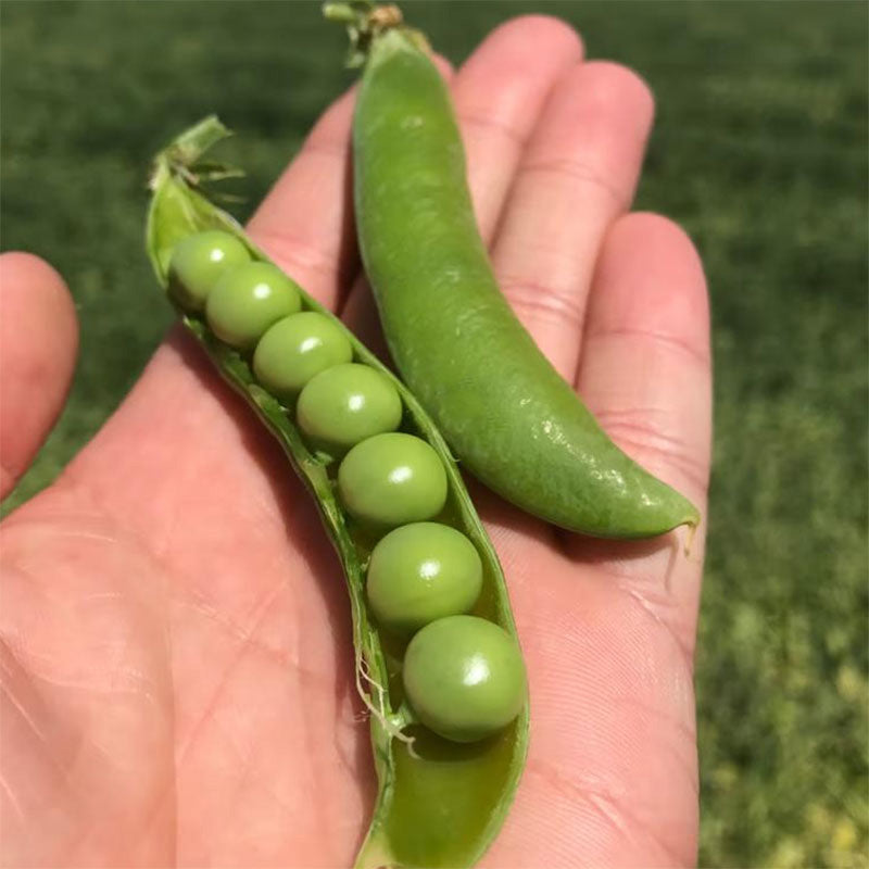 Pea Knight Seed, Size: 100 Seeds