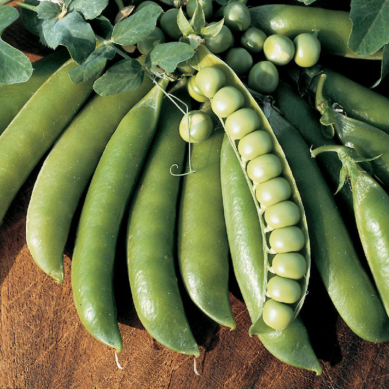 Pea Lincoln Seed – Harris Seeds