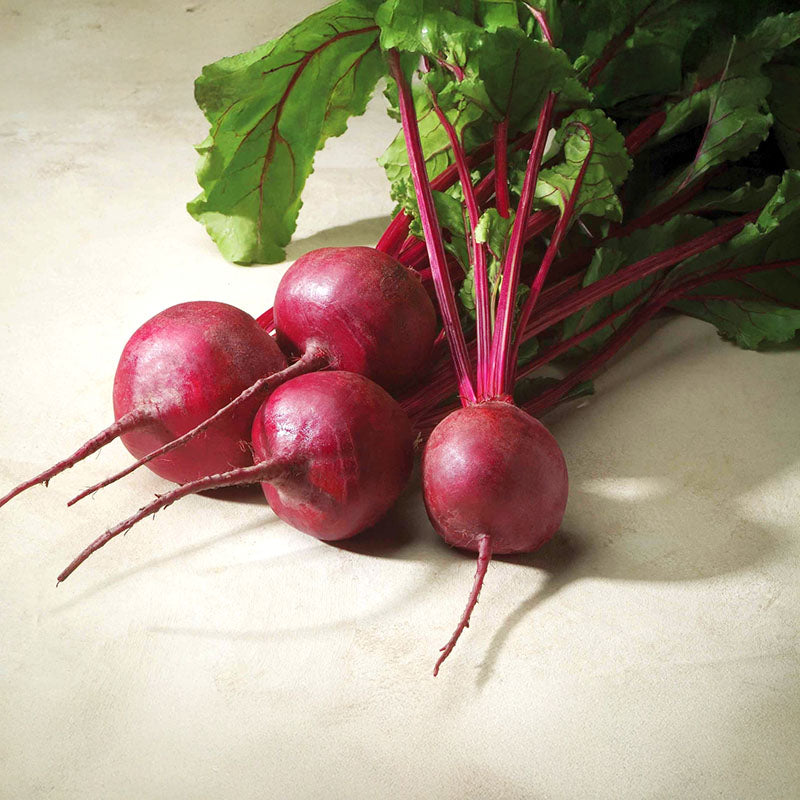 merlin herbicide Beet Merlin F1 Seed STANDARD / 250 seeds / TREATED
