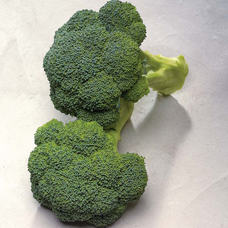 【broccoli】 Broccoli Diplomat F1 Seed – Harris Seeds