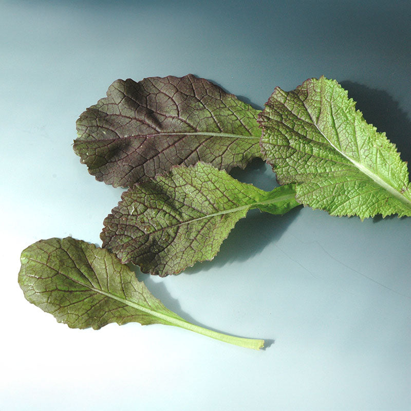 mustard seed plant leaves Mustard Red Giant Seed Untreated