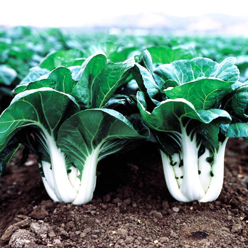 その他 choi Pak Choi Joi Choi F1 Seed – Harris Seeds