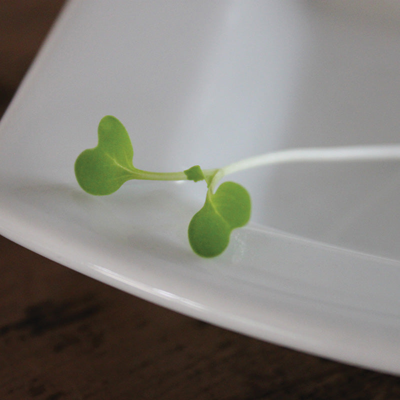 その他 choi Pak Choi Joi Choi F1 Seed – Harris Seeds