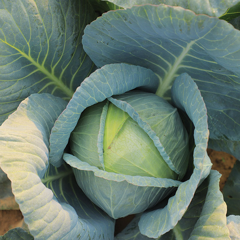 Cabbage Blue Vantage F1 Seed STANDARD / 10,000 seeds / TREATED