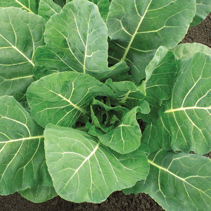 Collard Flash F1 Seed – Harris Seeds