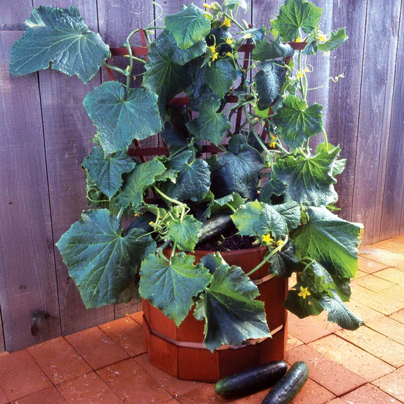 cucumbers plants Cucumber Salad Bush F1 Seed – Harris Seeds