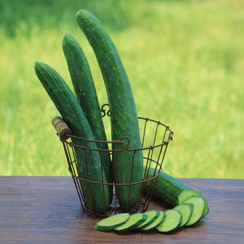 Cucumber Burpless 26 F1 Seed – Harris Seeds