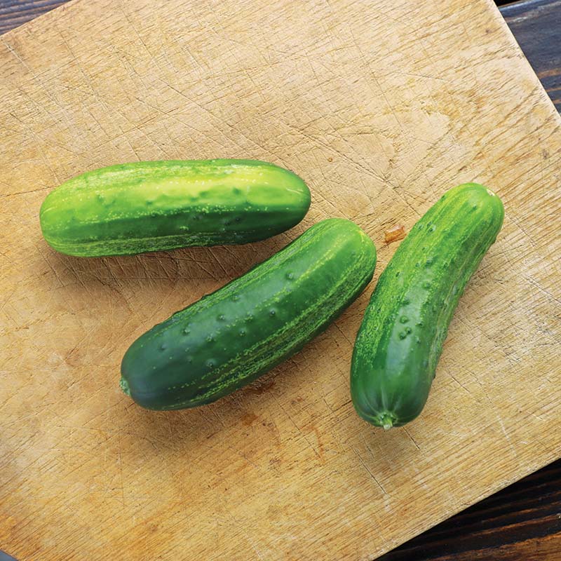 Cucumber Eureka F1 Seed – Harris Seeds