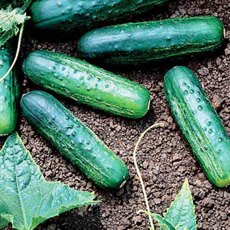 Eureka LEG英語　サインド Cucumber Eureka F1 Seed – Harris Seeds