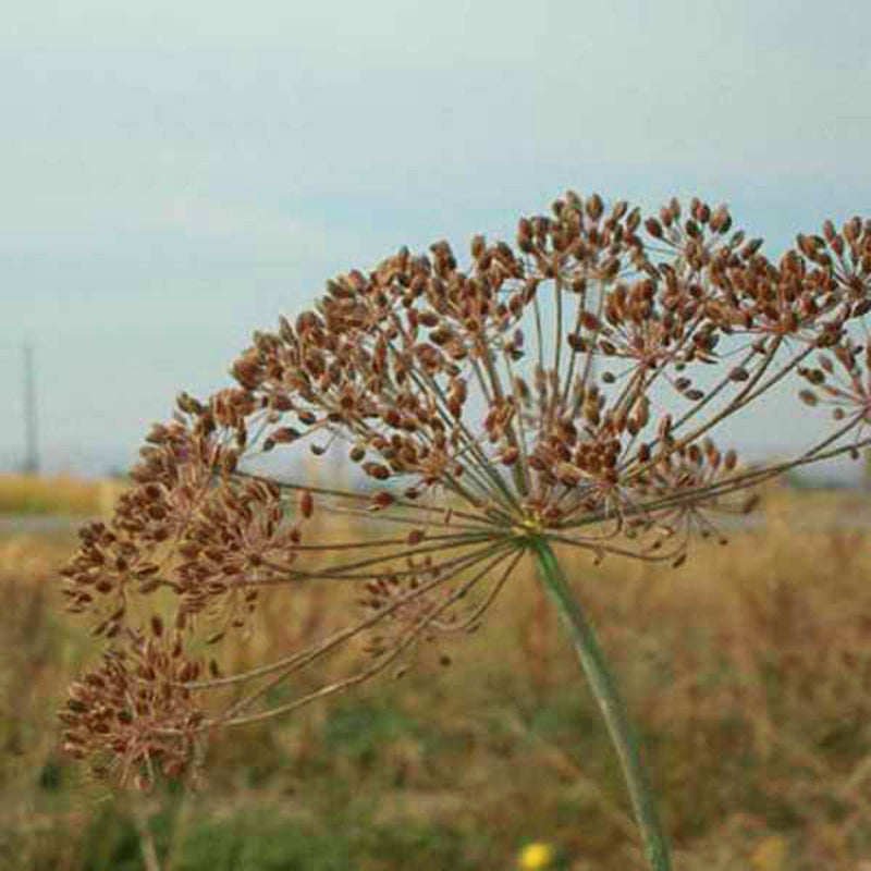 Dill Dukat Seed – Harris Seeds