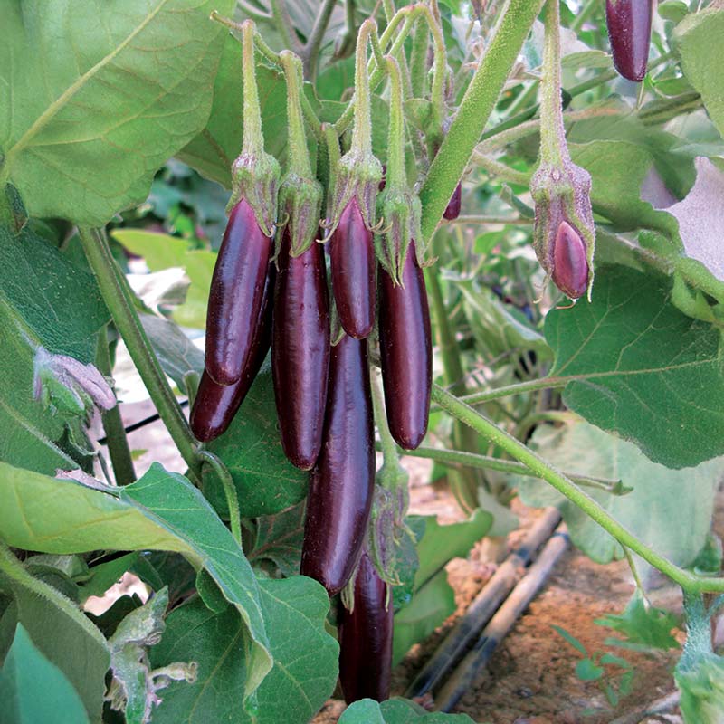 egg plant seed Eggplant Little Fingers Organic Seed RAW / 50 Seeds / Organic