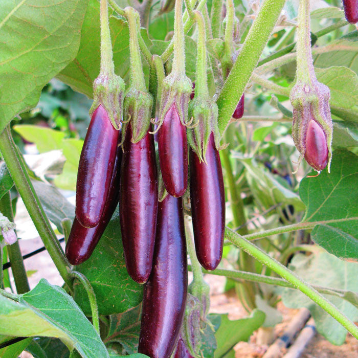 Eggplant Little Fingers Organic Seed Harris Seeds