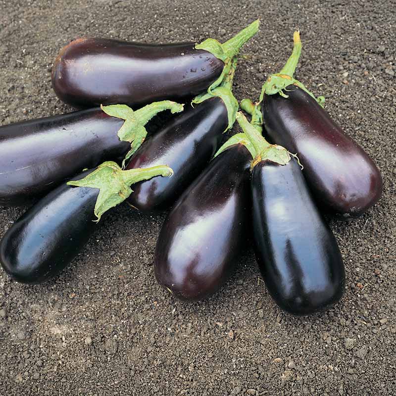 egg plant seeds Eggplant Classic F1 Seed Treated