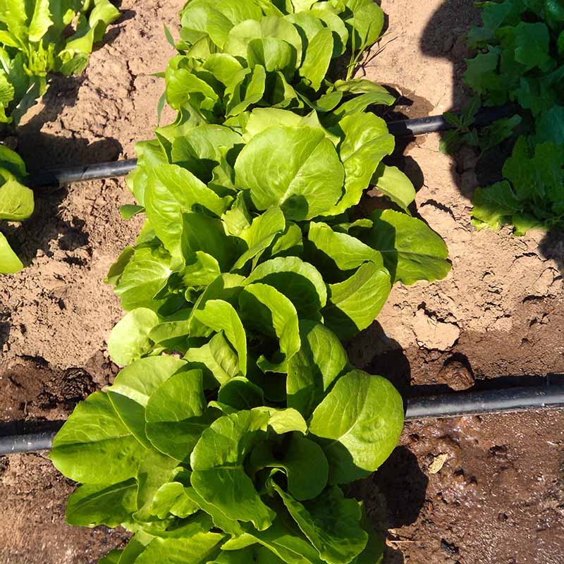 planting buttercrunch lettuce seeds Lettuce Buttercrunch Seed
