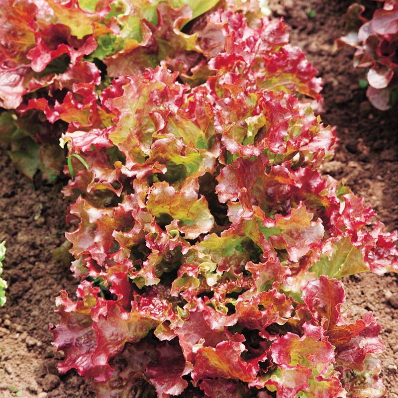 Lettuce New Red Fire MTO Seed – Harris Seeds