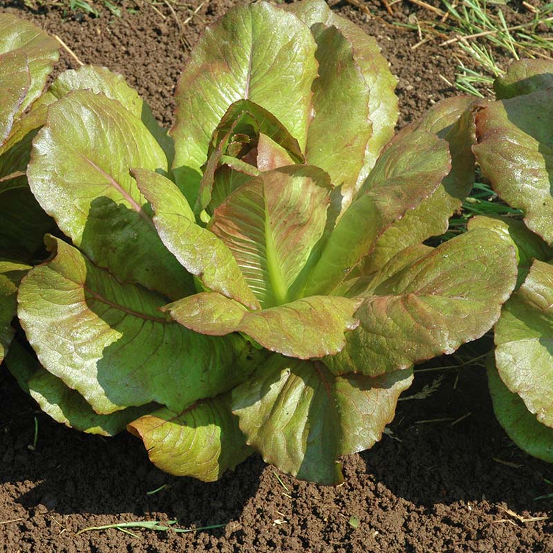 cimmaron herbicide Harris Seeds - Lettuce Seeds Cimmaron Variety Sweet Crisp Leaves