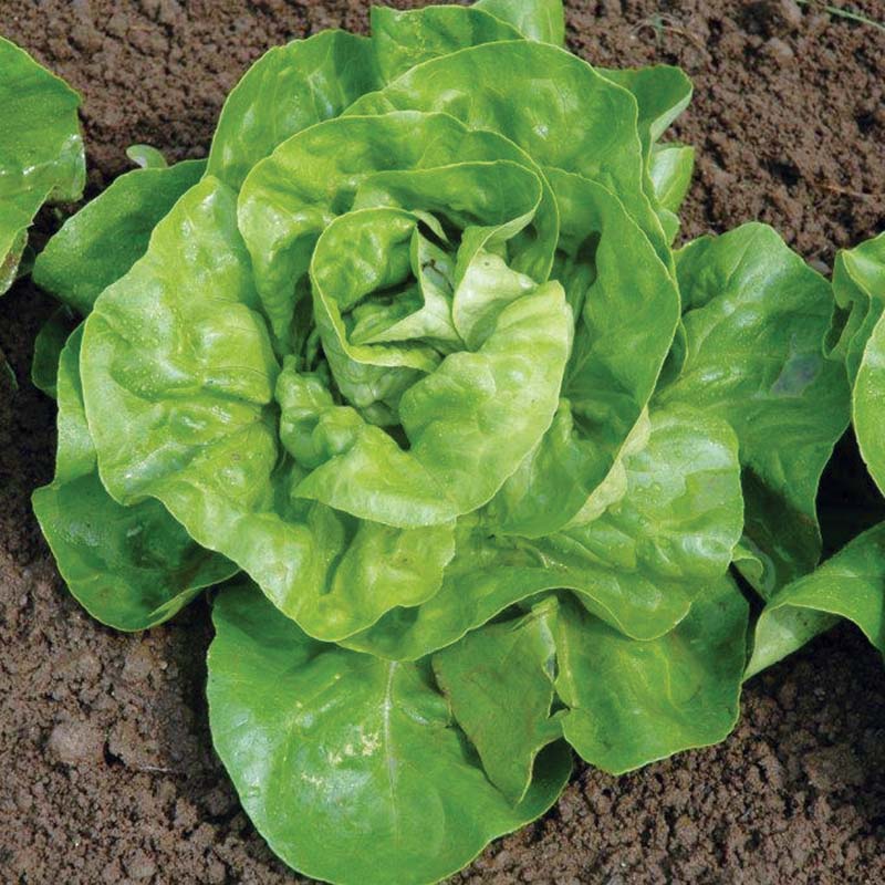 herbicide harmony Harris Seeds Harmony Butterhead Lettuce, Deep Green Glossy Leaves for Garden Beds and Fresh Harvests, 10,000 Count