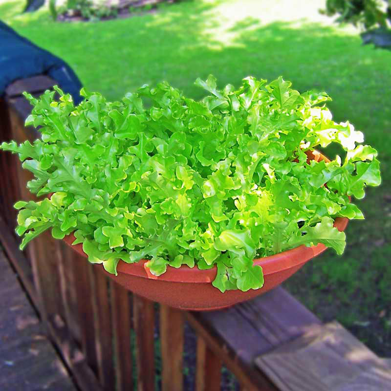 Lettuce Green Salad Bowl Seed – Harris Seeds