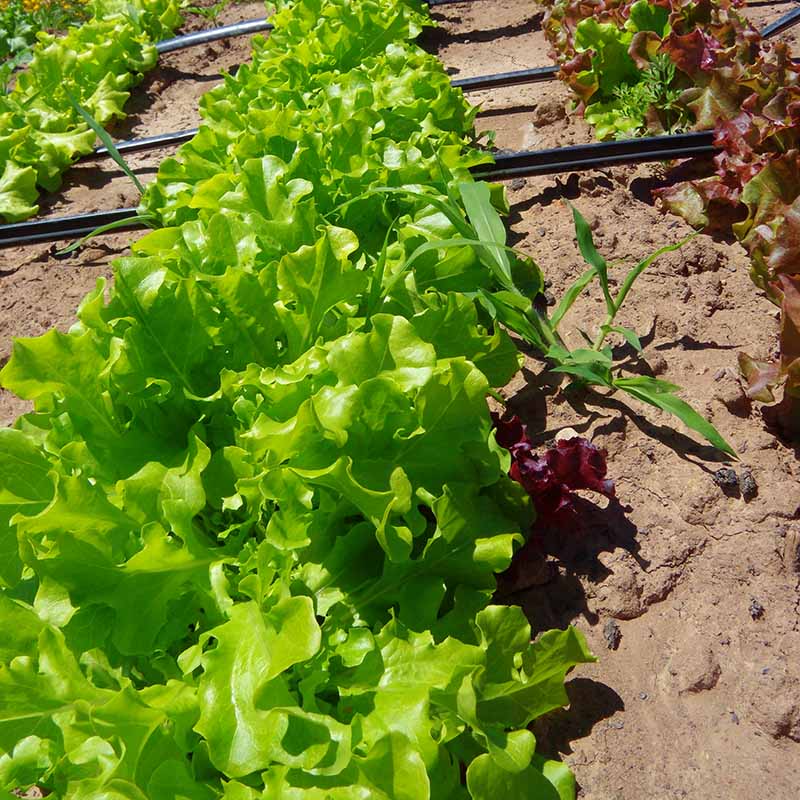 lettuce seeds planting Lettuce Green Salad Bowl Seed
