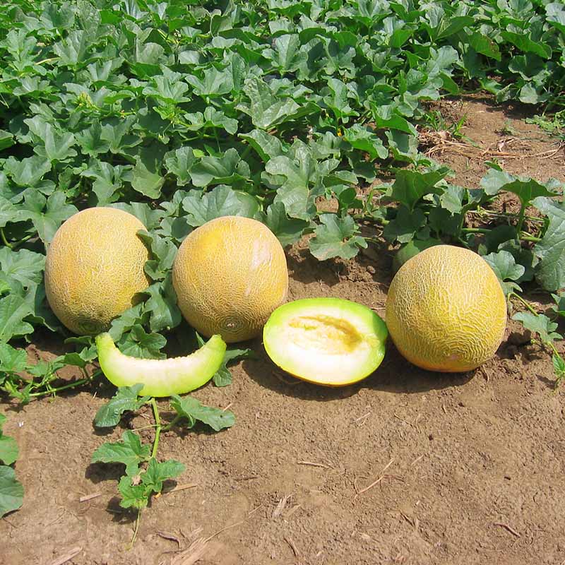 Melon Passport F1 Seed – Harris Seeds