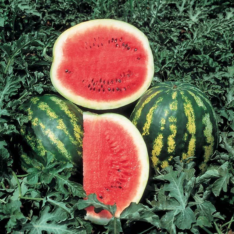 plant watermelon seeds Watermelon Crimson Sweet Seed – Harris Seeds