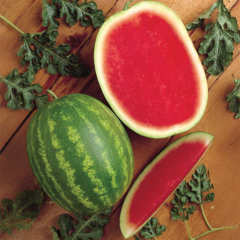 plant seedless watermelon seeds Watermelon Millionaire F1 Seed Treated