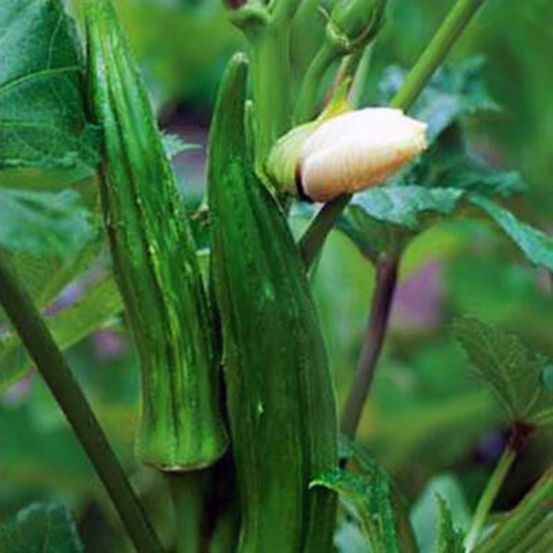 Okra Clemson Spineless Seed UNTREATED