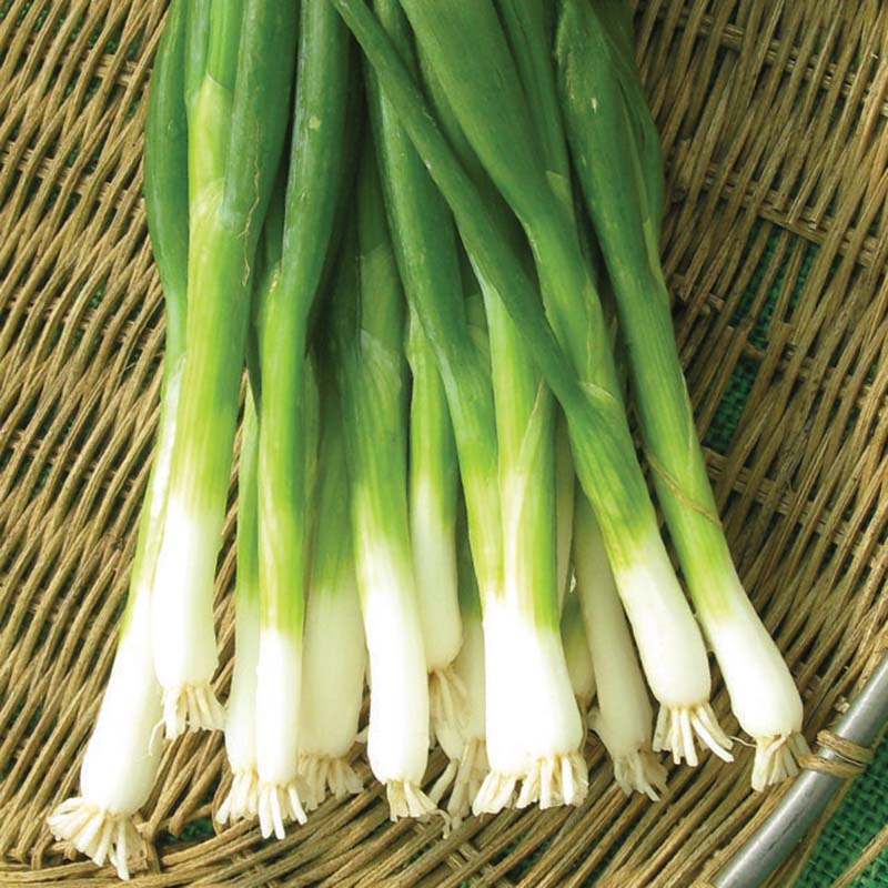 Onion Tokyo Long White Seed – Harris Seeds