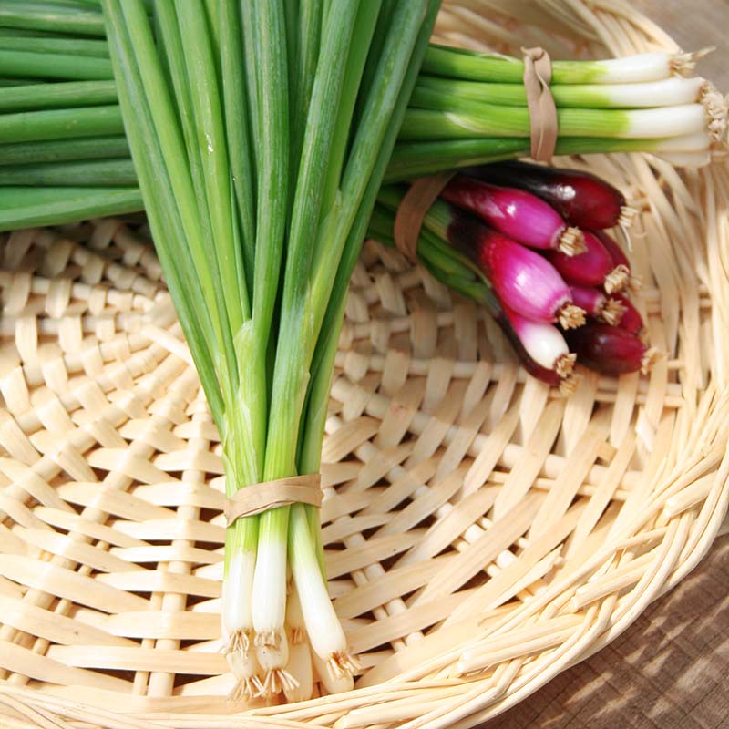 Onion Tokyo Long White Seed – Harris Seeds