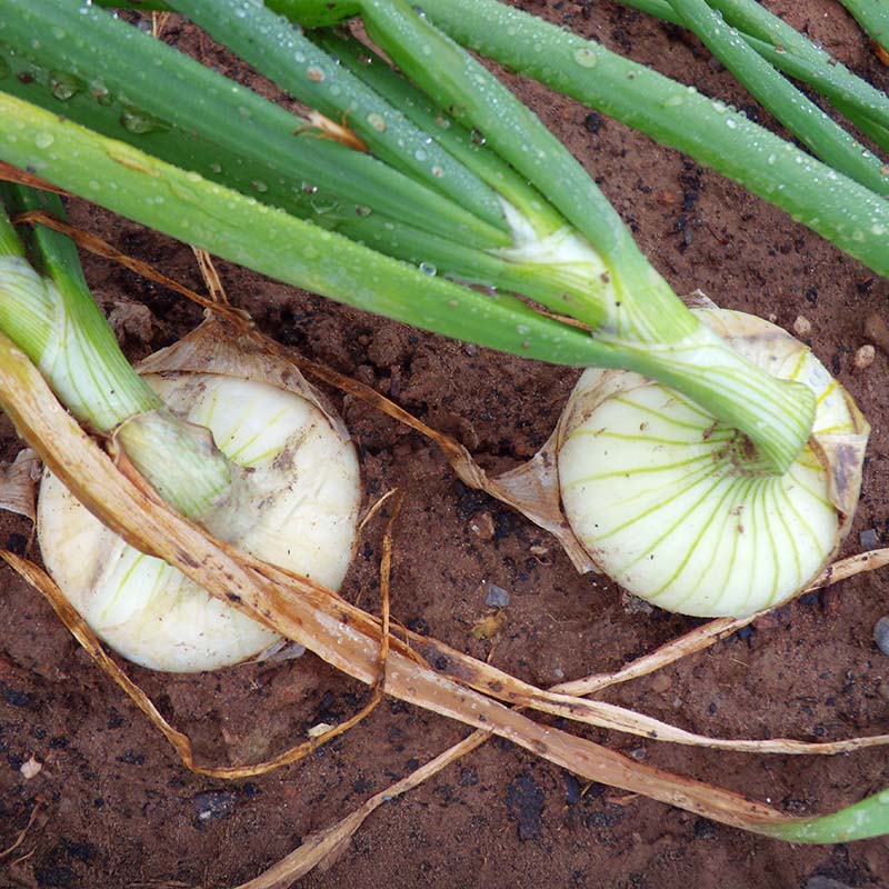 strawberry onions seeds Onion Super Star F1 STANDARD / 250 Seeds / TREATED