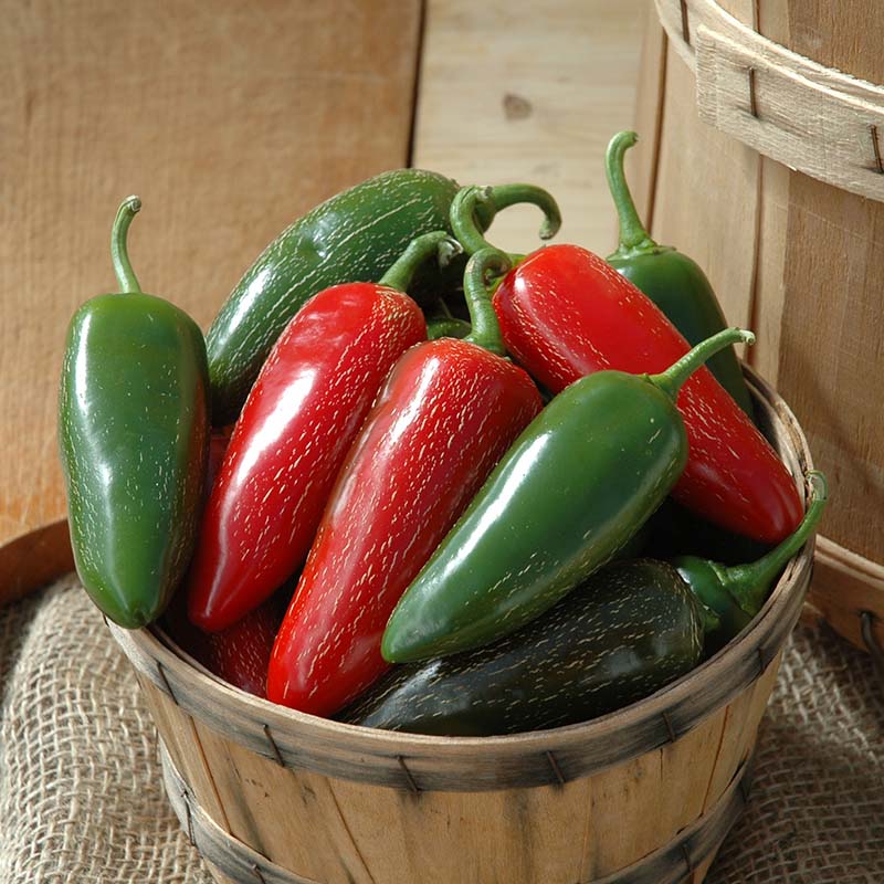 Harris Seeds - Pepper Jalapeno M Seeds - Sausage-Shaped Fruits