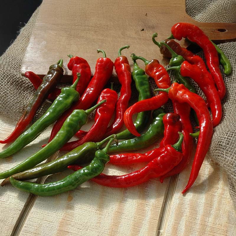 thick seed plant Pepper Cayenne Large Thick Seed RAW / 50 Seeds / UNTREATED