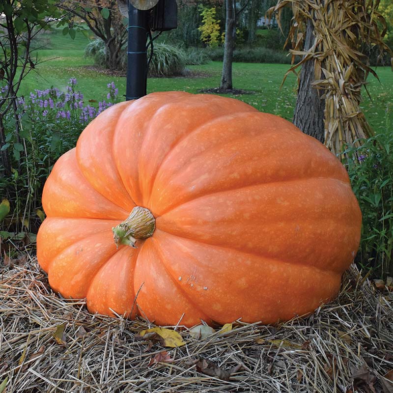 pumpkin garden seeds Pumpkin Dill's Atlantic Giant Seed Treated