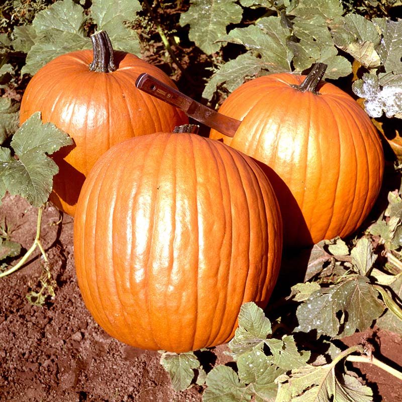 Pumpkin Howden Seed – Harris Seeds