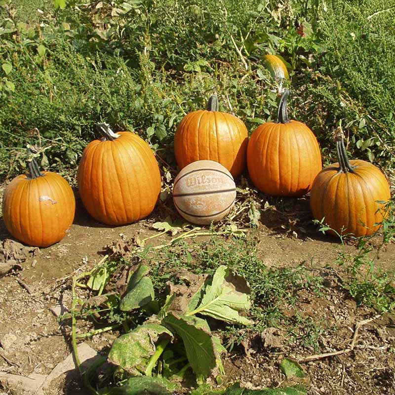 pumpkin seed plant Harris Seeds - TREATED Pumpkin Howden Variety Deep-Round Orange Fruit Seeds